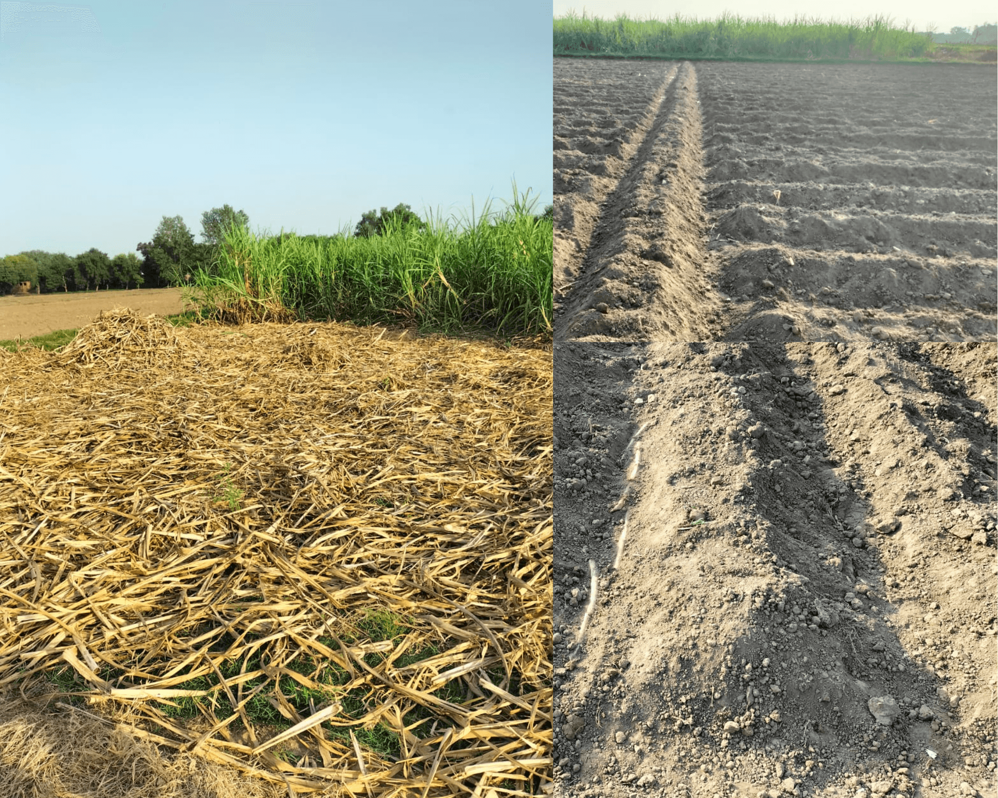 Practical Plantation of Sugarcane in Field by Using Flat Sowing Method.