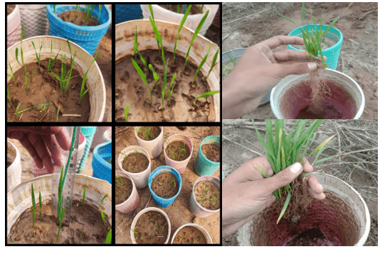 A study on wheat germination and root-shoot growth in response to variable water levels in late sown wheat