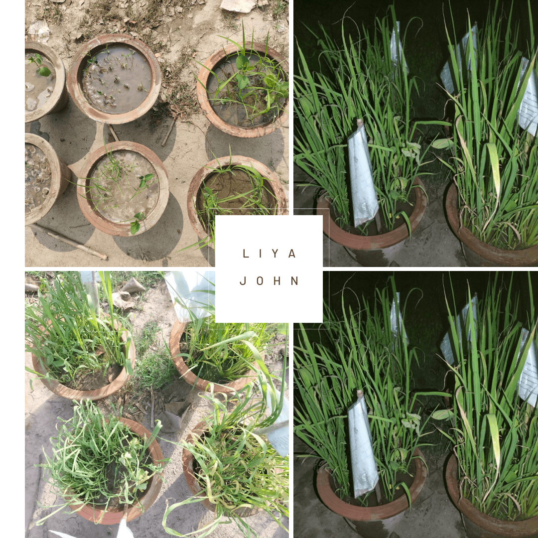 Experiment on weed crop competition in soybean at critical growth stages.